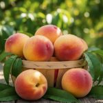 젤캔들 겸용향) 복숭아(Peach)100ml