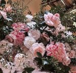 FO) Rose Honey Blossom 100ml - Image 2