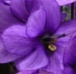 FO Violet 100ml - Image 3