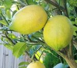 Gel Candle Combination Incense) Lemon 100ml - Image 3