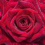 Rose Water -500ml