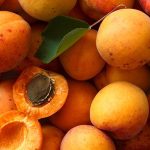 CARRIER OIL-살구씨오일(Apricot Kemel Oil)100ml - 이미지 2