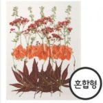 #143압화)Garden Mix Flower(20ea/pck)