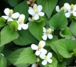 분말)어성초(Houttuynia Cordata Powder) 50g - 이미지 2