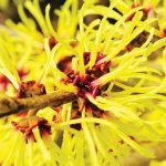Witch Hazel Water 500ml - Image 2