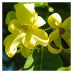 EO) Ylang Ylang 10ml/30ml/50ml - Image 2