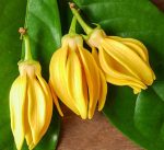 EO) Ylang Ylang 10ml/30ml/50ml