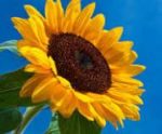 CARRIER OIL - Sunflower Oil 100ml - Image 2