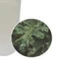 F.O) 허발향 100ml