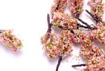 SY007 (Miniature) Pink Flower Tree -1ea