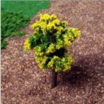 SY178-Miniature-Yellow Tree