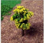 SY178- 미니어처-노랑나무(Yellow Tree)