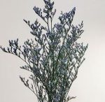 프리저브드(미스티-블루/ 그린/  버건디색상 선택 1 )약 12g