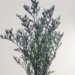 프리저브드(미스티-블루/ 그린/  버건디색상 선택 1 )약 12g